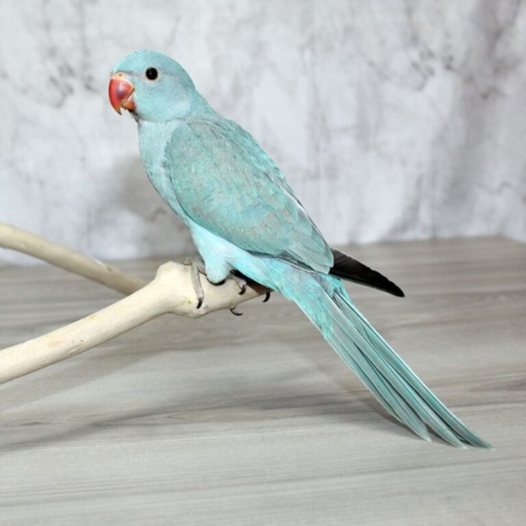 Indian Ringneck Parrot – Cuddling Corner