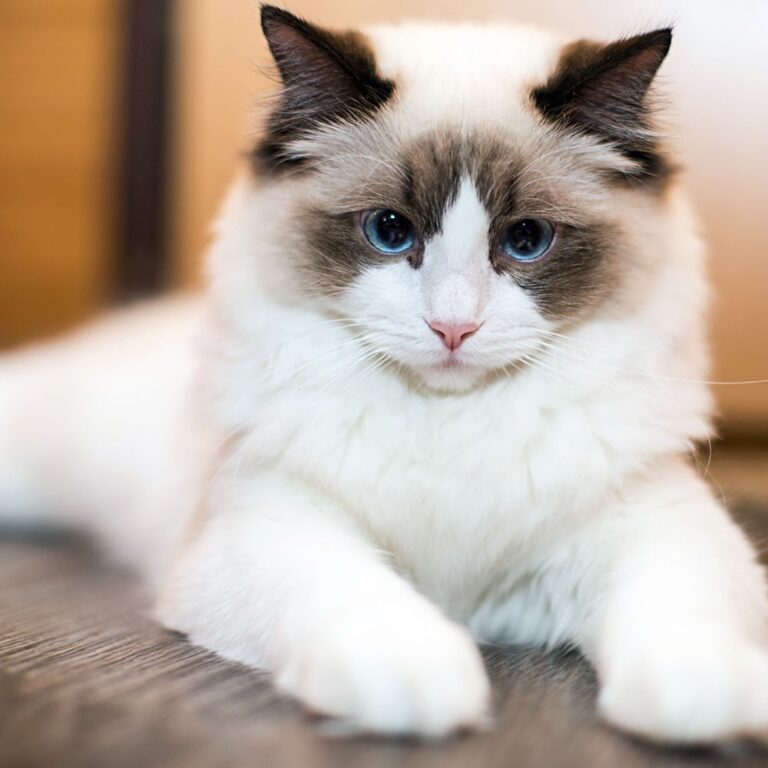 Ragdoll – Cuddling Corner